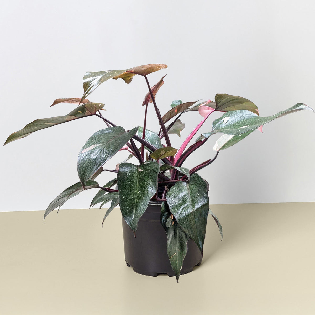 Philodendron Pink Princess, view 8