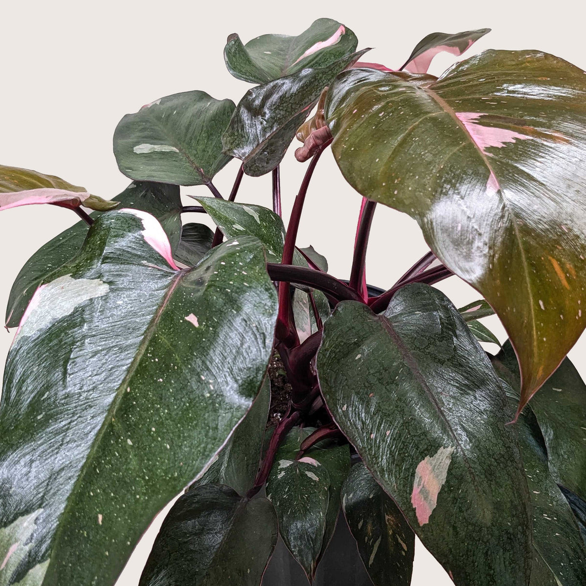 Philodendron Pink Princess, view 9