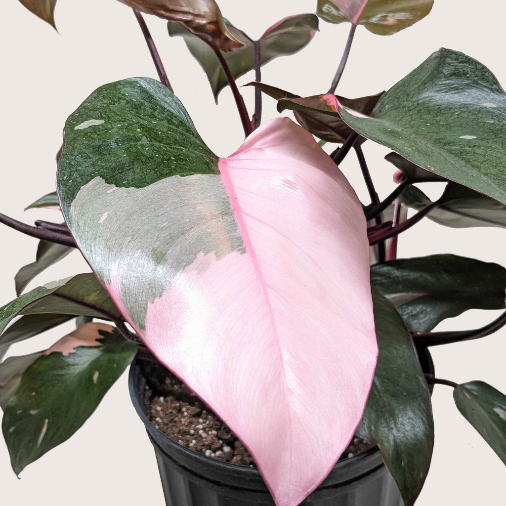 Philodendron Pink Princess, view 10