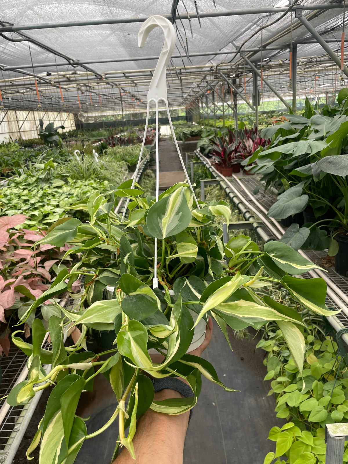 Philodendron Silver Stripe, view 2