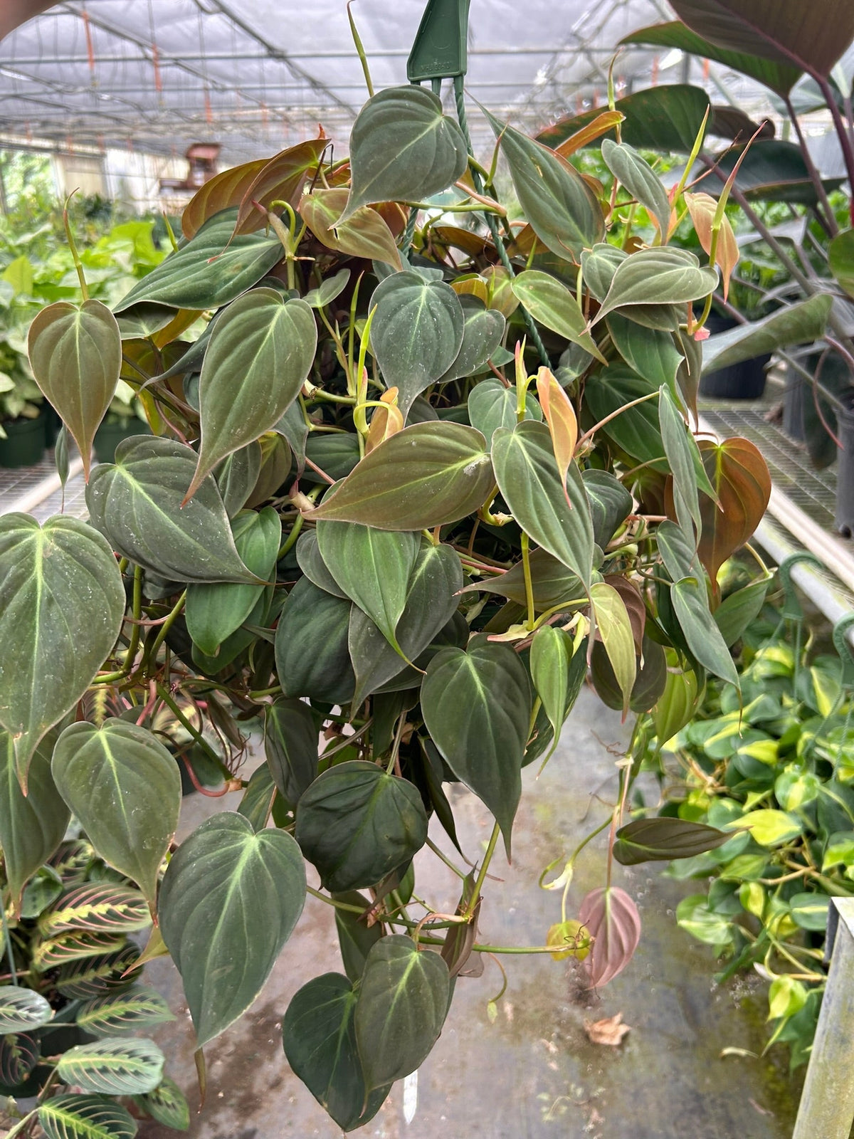 Philodendron 'Velvet', view 3