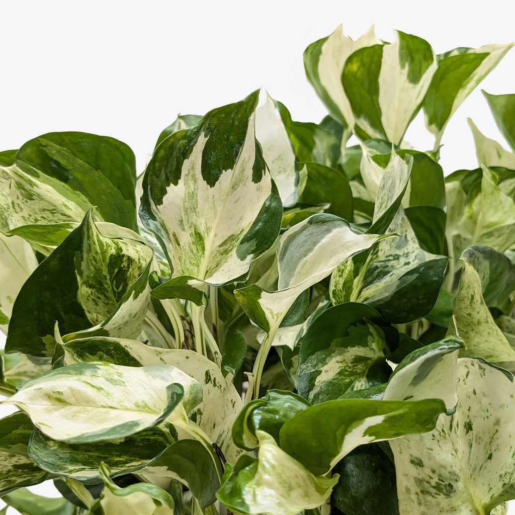 Pothos Manjula, view 4