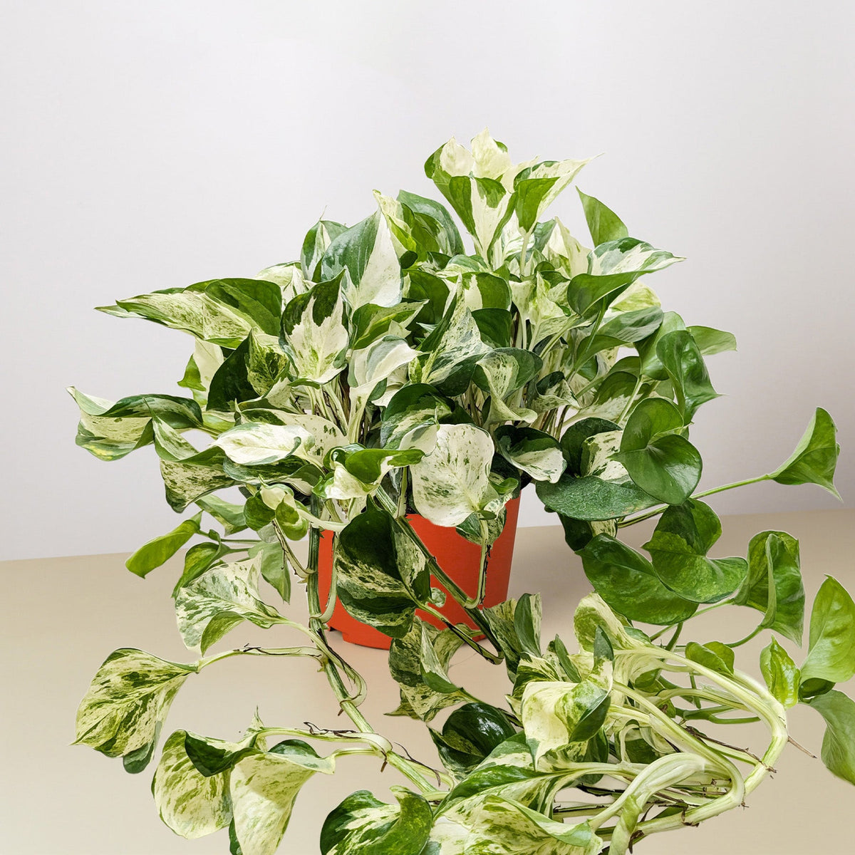 Pothos Manjula, view 3