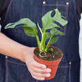 Mini Monstera Rhaphidophora tetrasperma, view 2