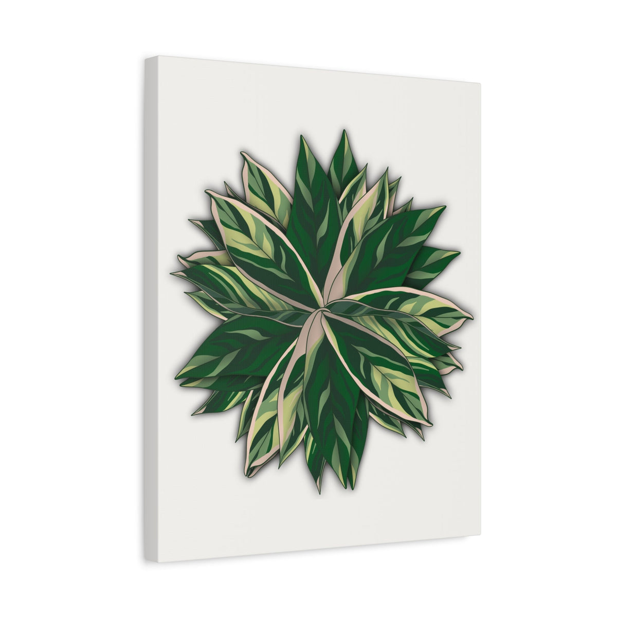 Stromanthe Triostar Canvas Print – Botanical Wall Art
