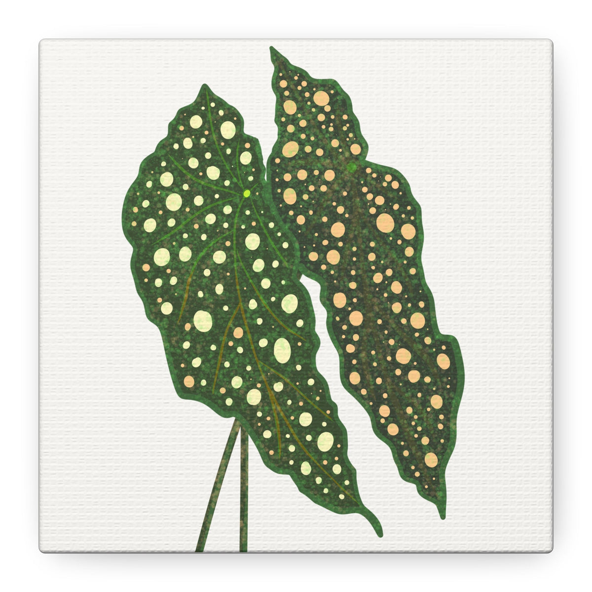 Begonia Maculata Canvas Print – Botanical Wall Art, view 15