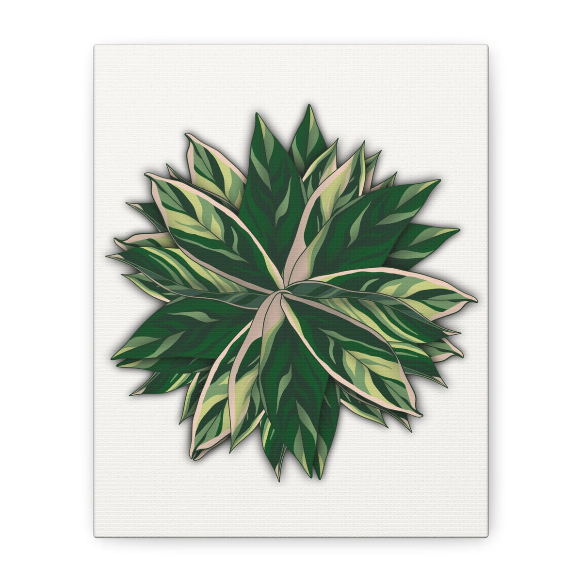 Stromanthe Triostar Canvas Print – Botanical Wall Art, view 8