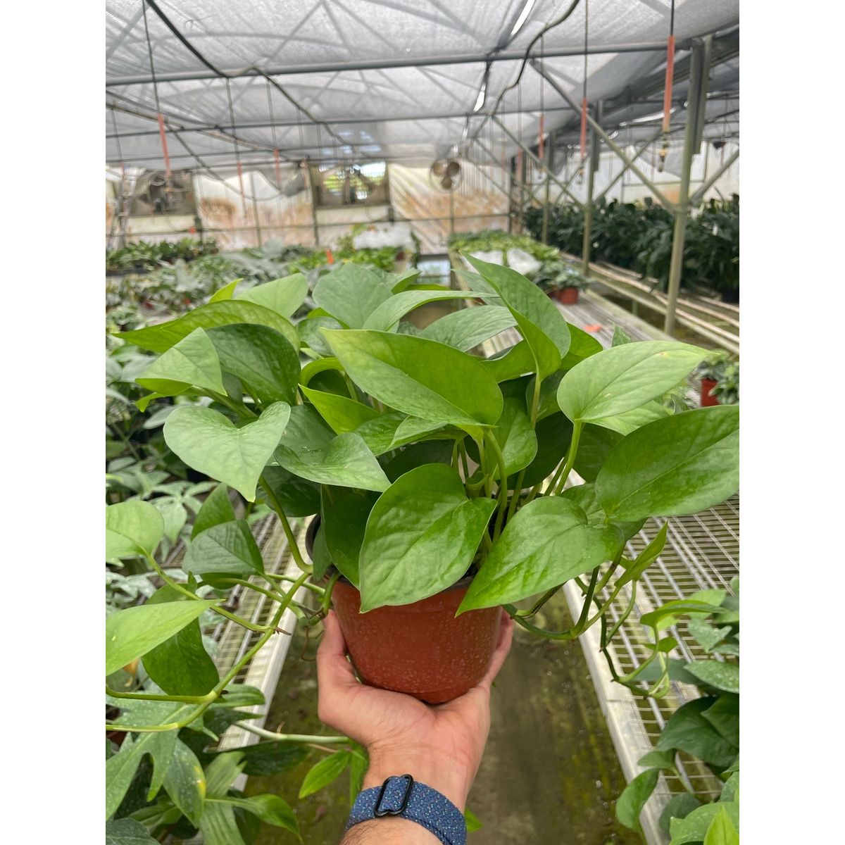 Pothos 'Green Queen', view 3