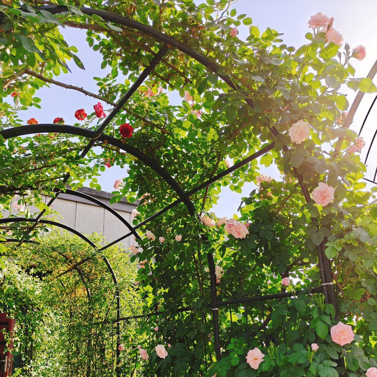 Metal Garden Arch with Two Plant Stands, view 10