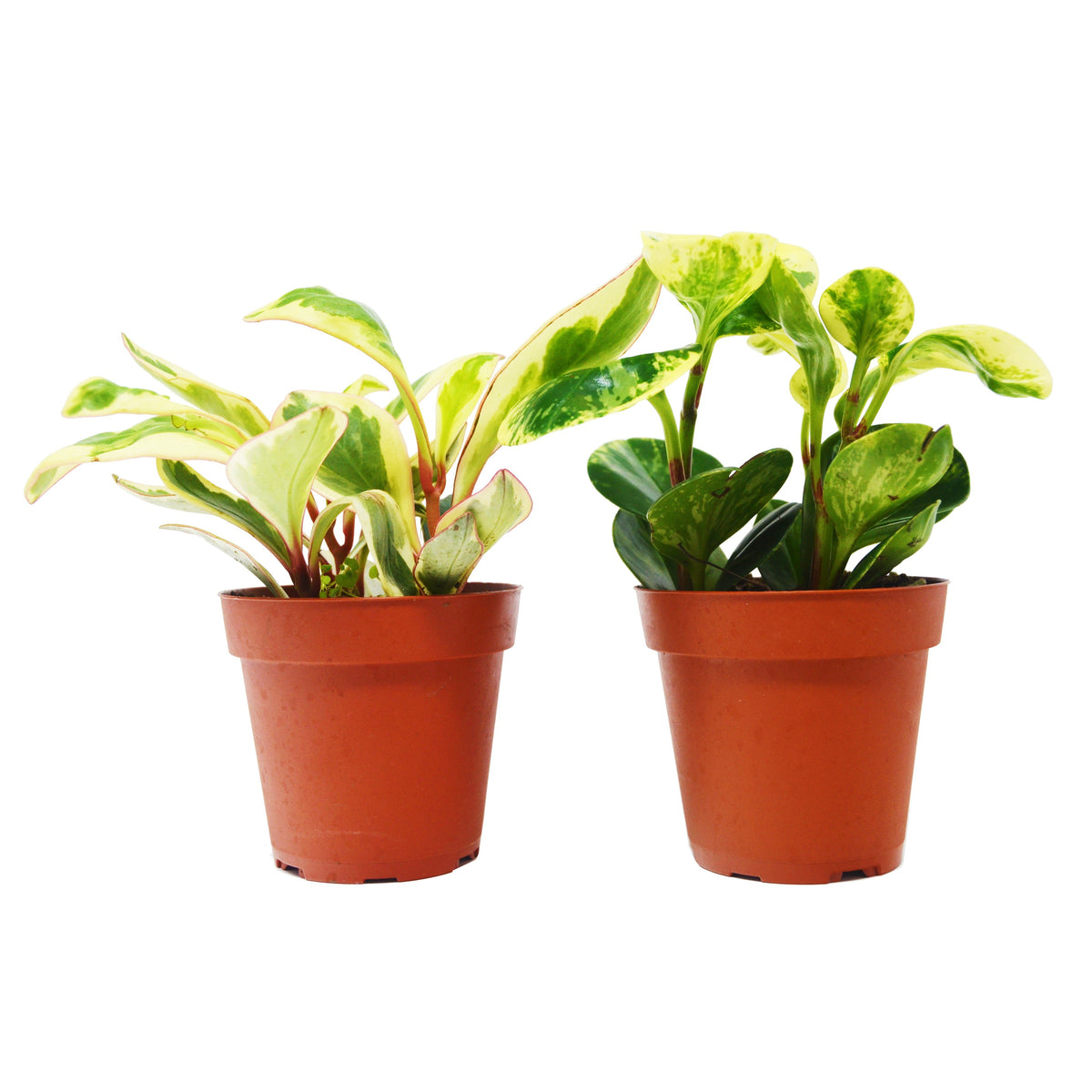 2 Peperomia plants variety pack