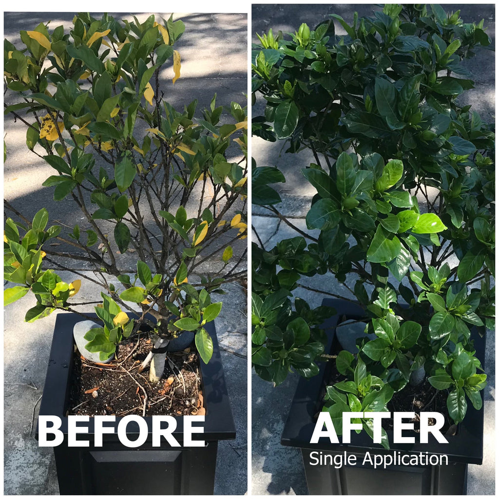 20-20-20 All Purpose Fertilizer with Kelp and Micronutrients, view 4
