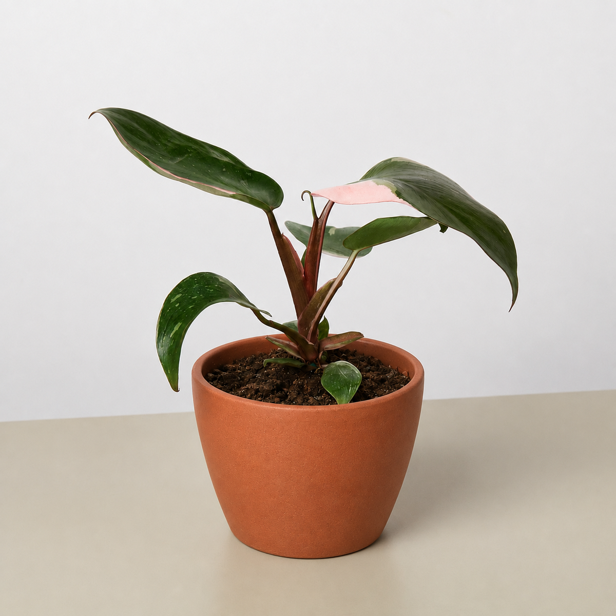 Philodendron Pink Princess, view 11