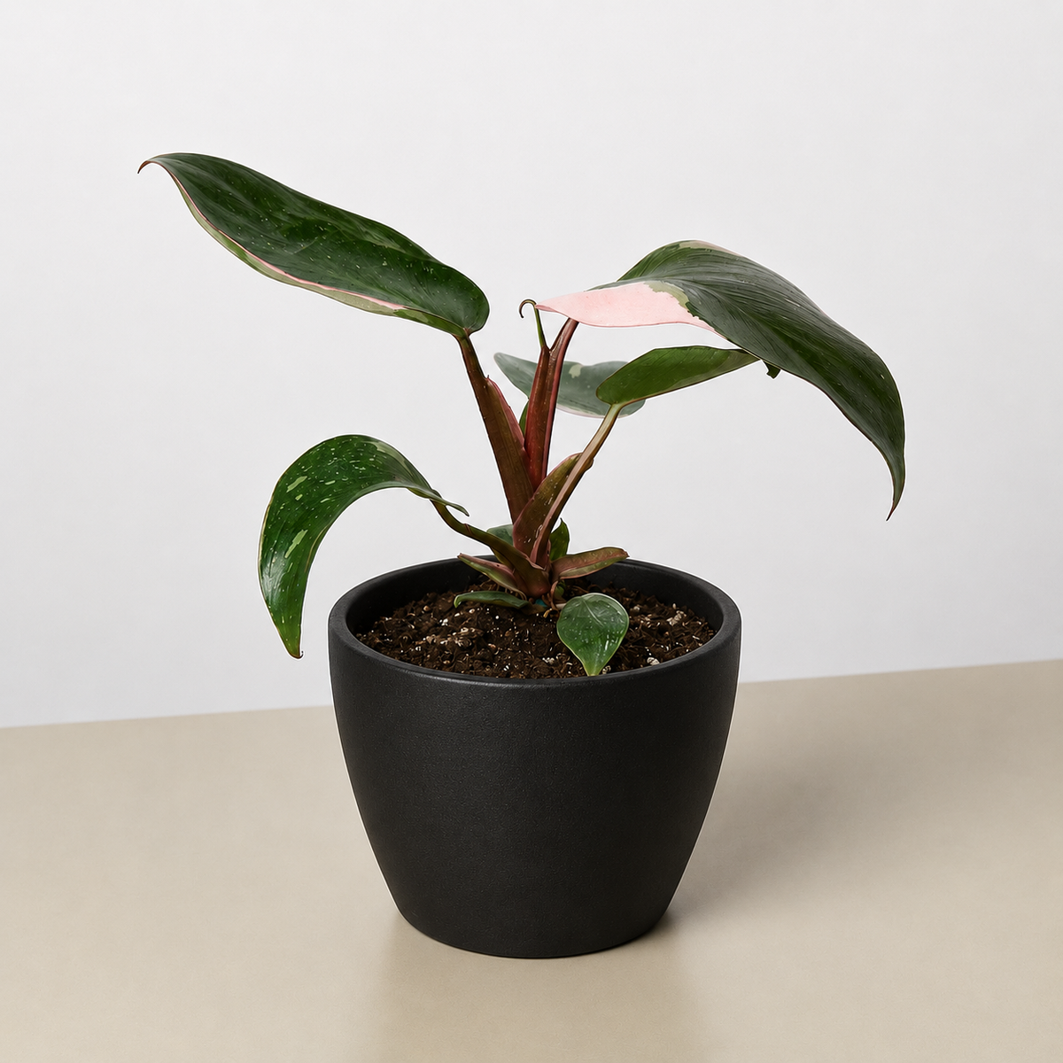 Philodendron Pink Princess, view 12