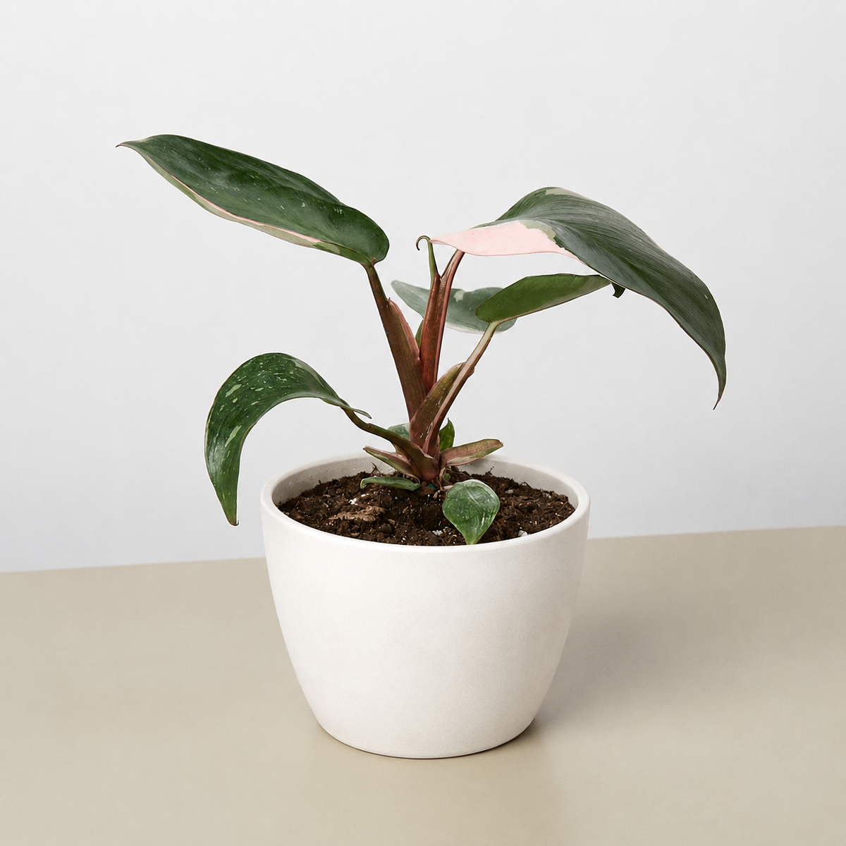 Philodendron Pink Princess, view 13