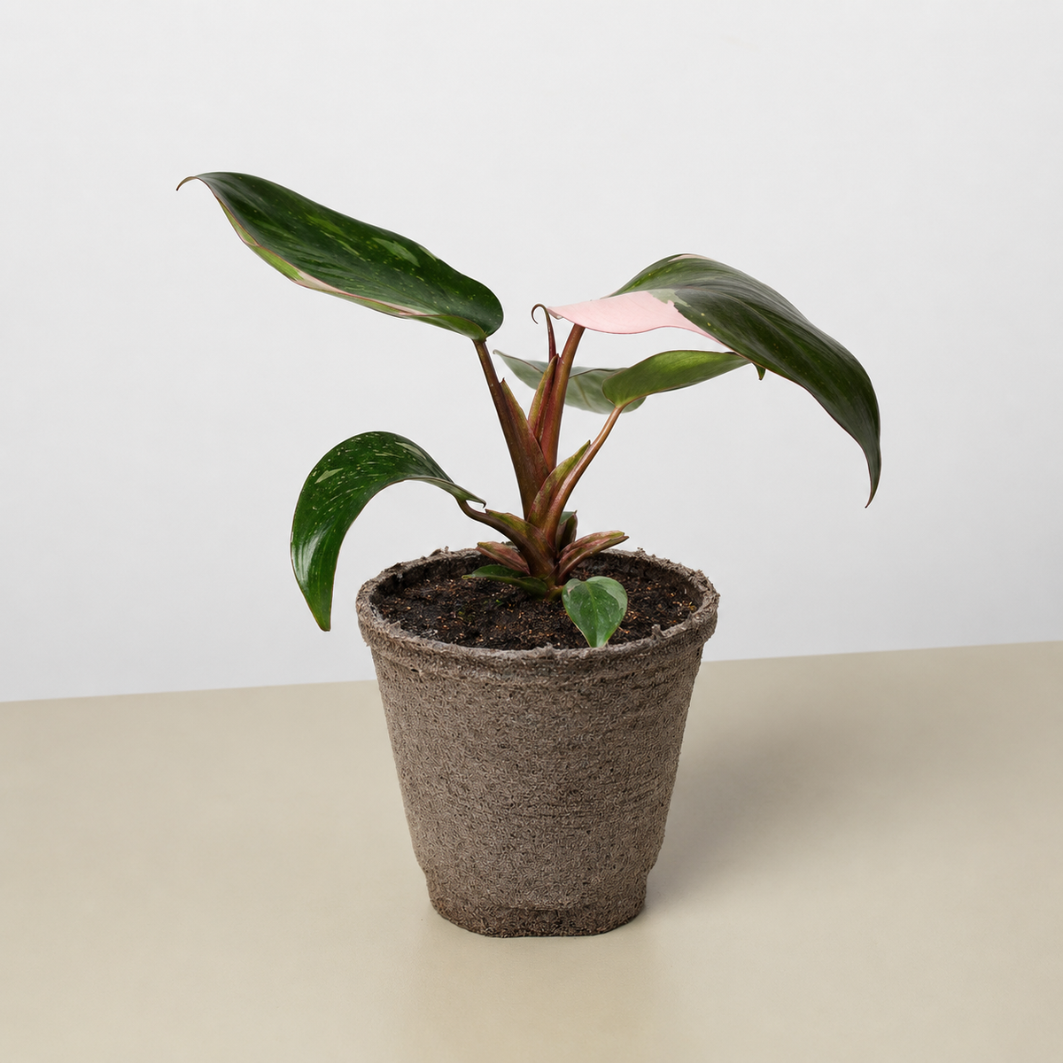 Philodendron Pink Princess, view 14
