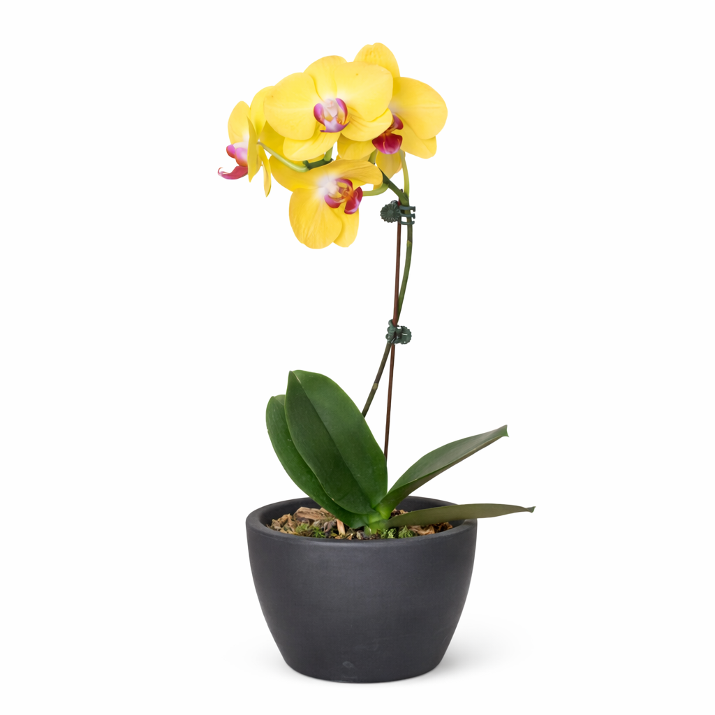 Orchid 'Yellow Phalaenopsis', view 4