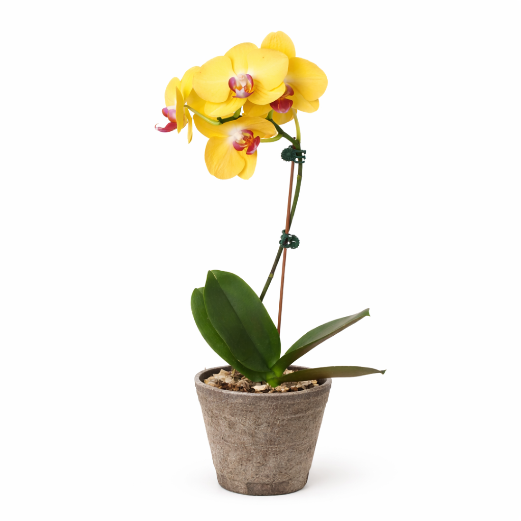 Orchid 'Yellow Phalaenopsis', view 5