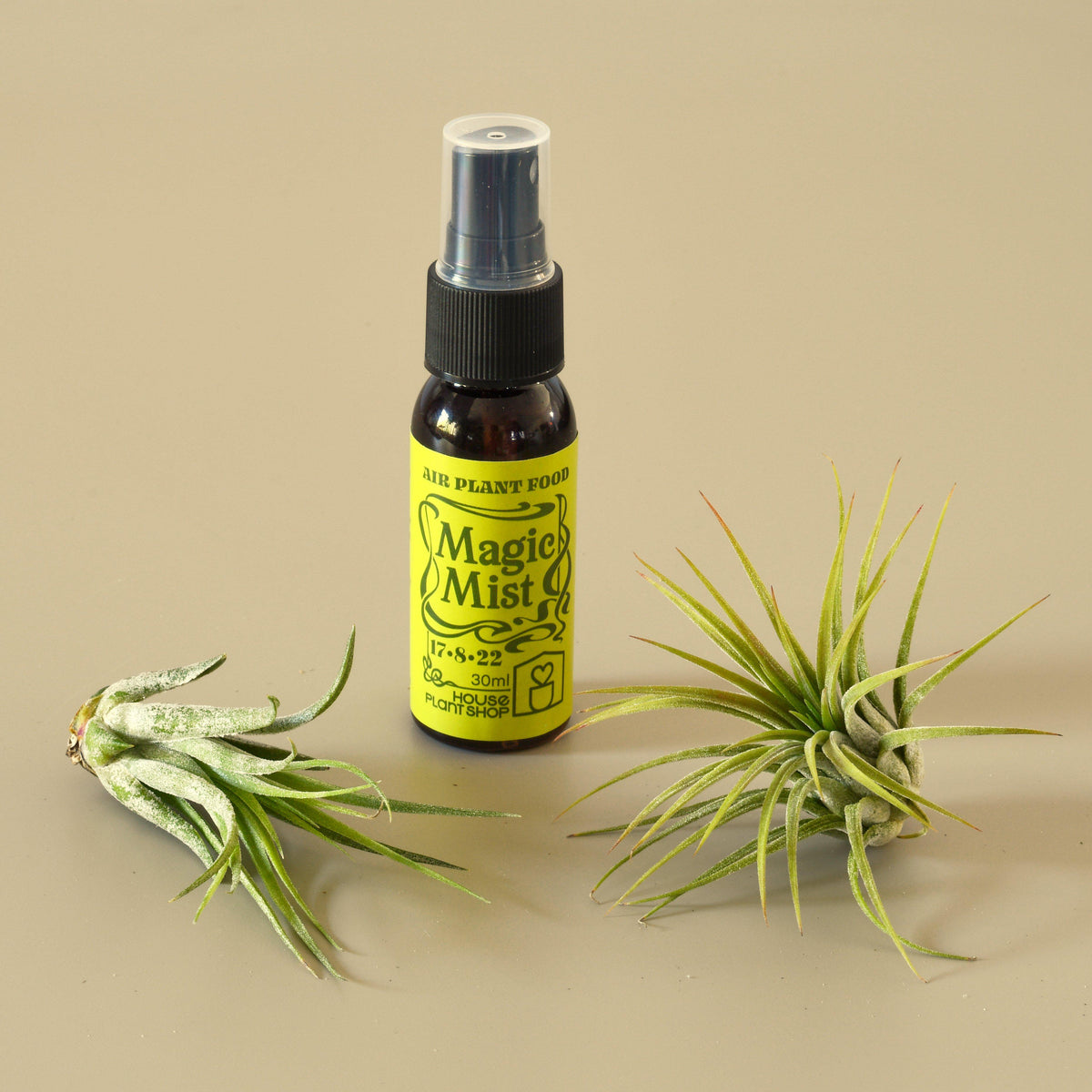 2 Tillandsia air plants with fertilizer spray