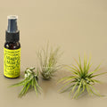 3 small Tillandsia air plants with fertilizer spray