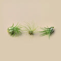 3 small Tillandsia air plants