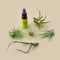5 Tillandsia air plants with fertilizer spray
