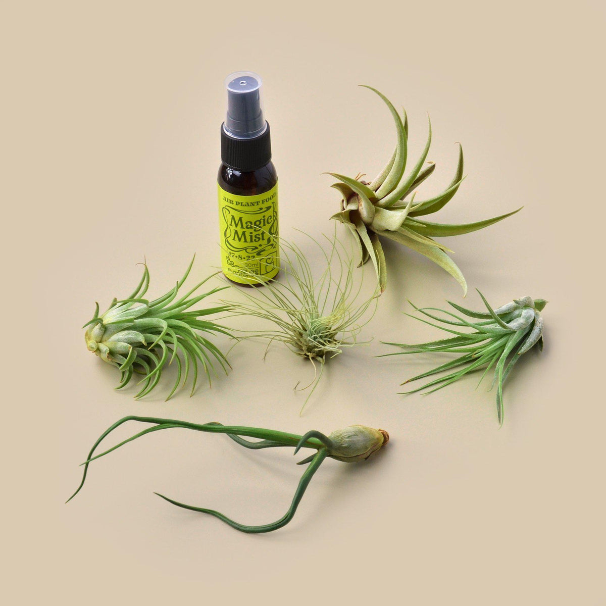 5 Tillandsia air plants with fertilizer spray