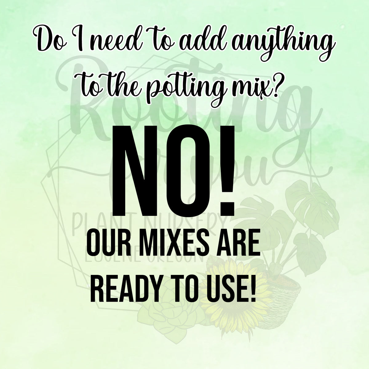 RHAPHIDOPHORA Premium Potting Mix