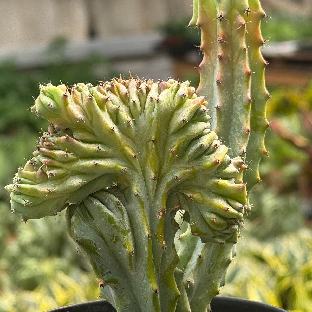 Succulent Euphorbia Lactea 'Mermaid Tail', view 3