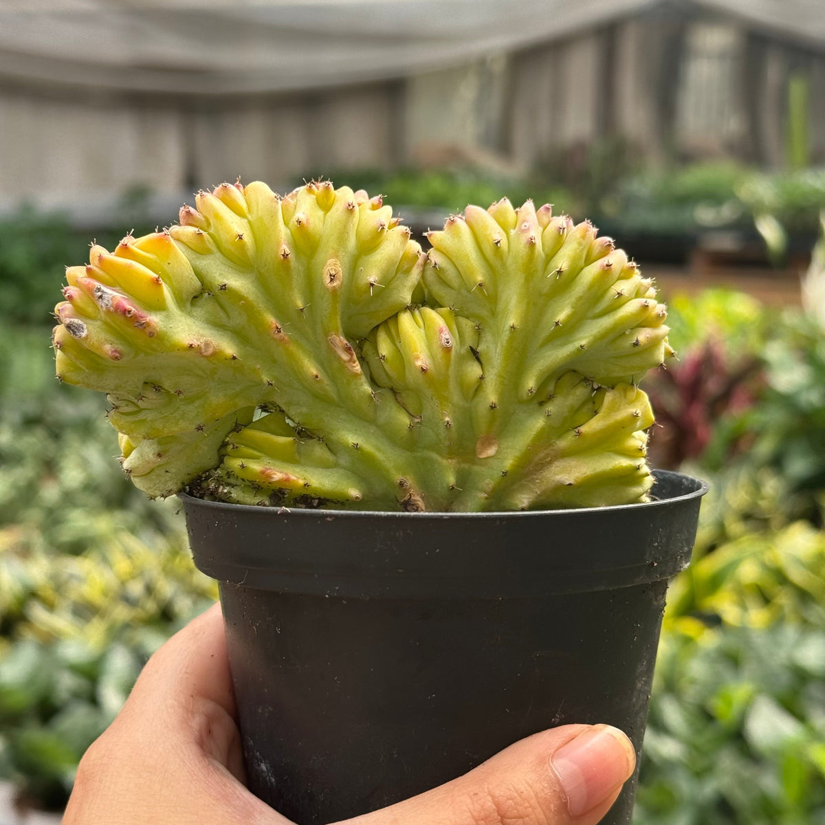 Succulent Euphorbia Lactea 'Mermaid Tail', view 7