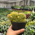 Succulent Euphorbia Lactea 'Mermaid Tail', view 2