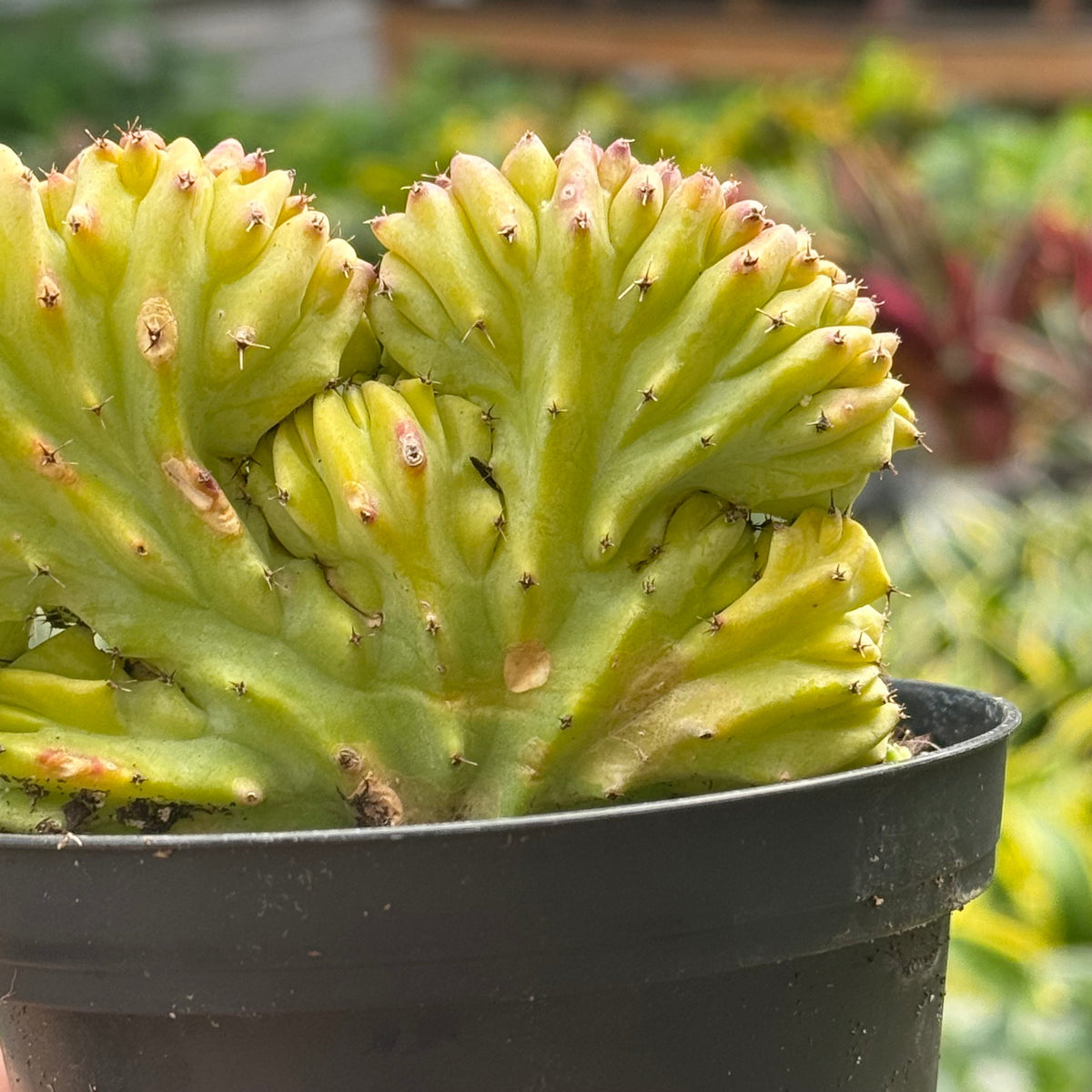 Succulent Euphorbia Lactea 'Mermaid Tail', view 4