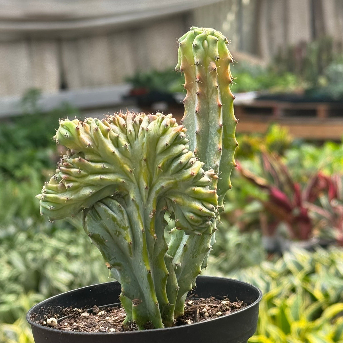 Succulent Euphorbia Lactea 'Mermaid Tail', view 5