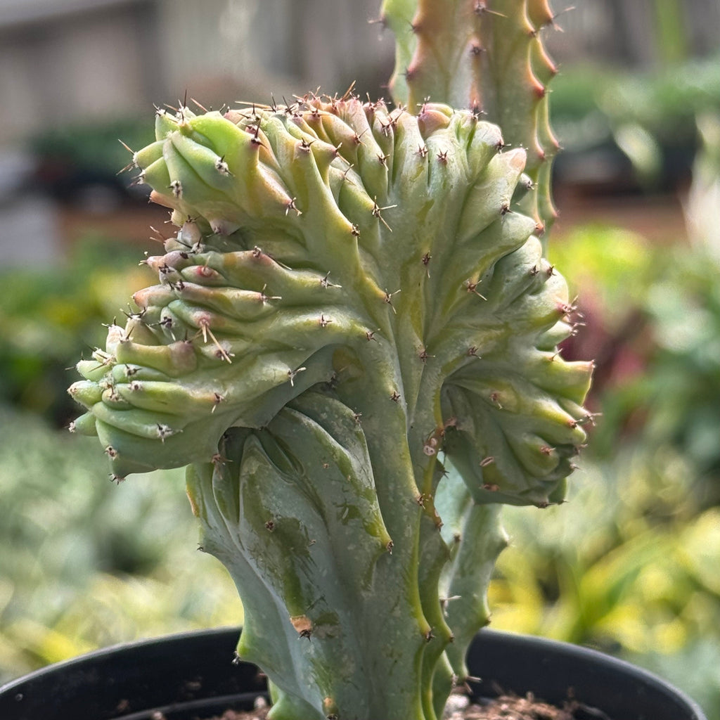 Succulent Euphorbia Lactea 'Mermaid Tail', view 6