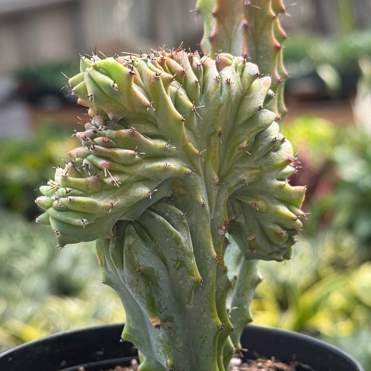 Succulent Euphorbia Lactea 'Mermaid Tail', view 6
