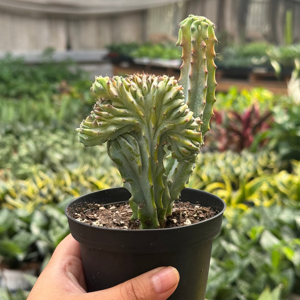 Succulent Euphorbia Lactea 'Mermaid Tail', view 8