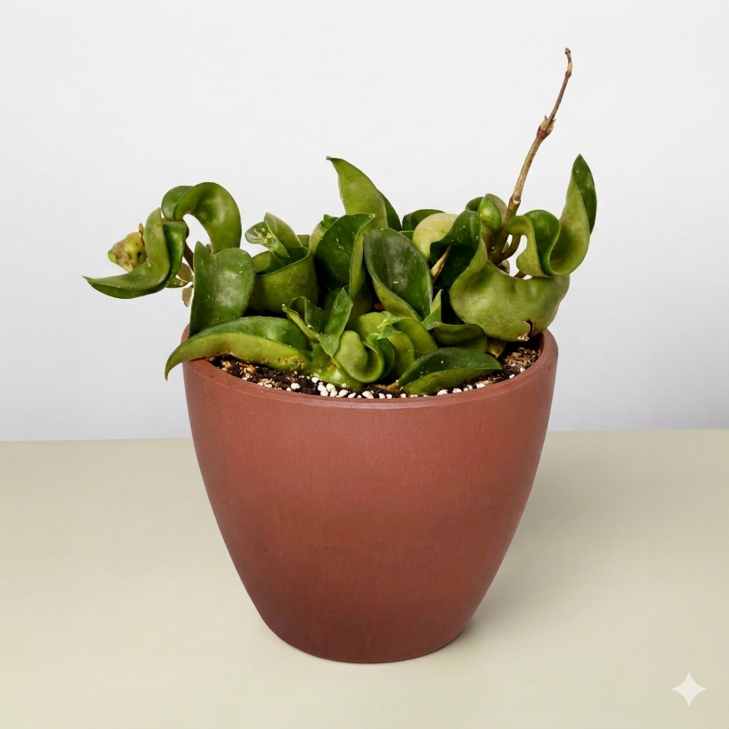 Bird's nest fern Asplenium nidus, view 3