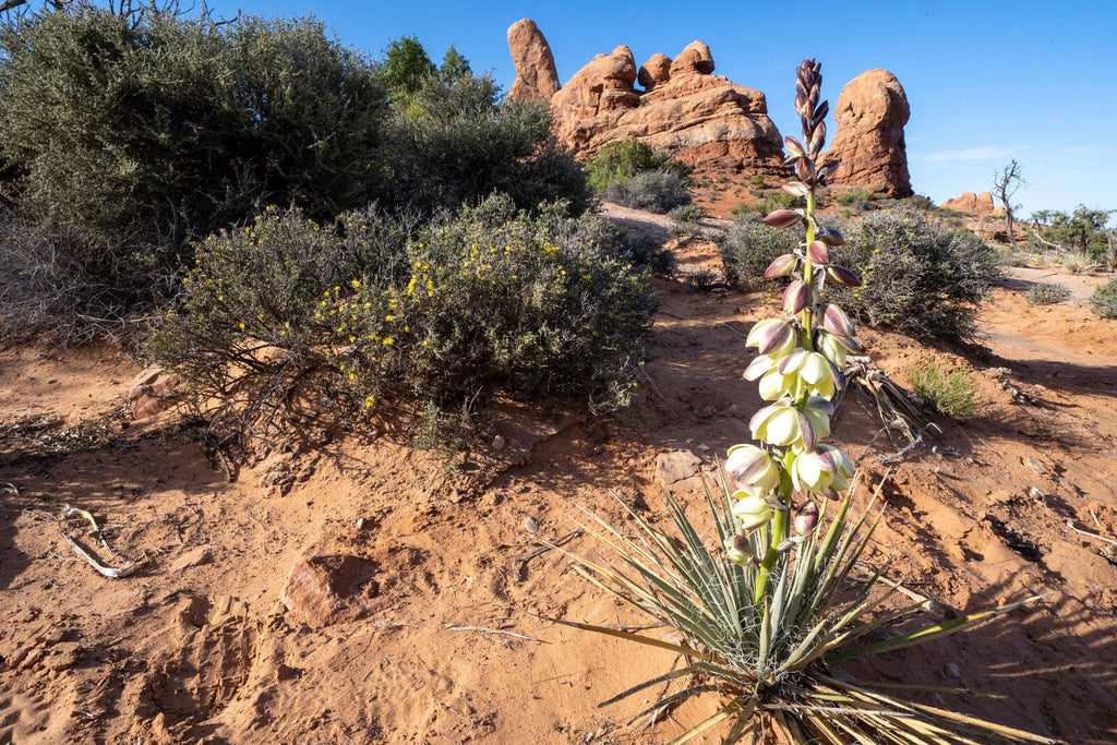Kelp + Yucca – Soil Moisture & Root Enhancer | GS Plant Foods, view 3