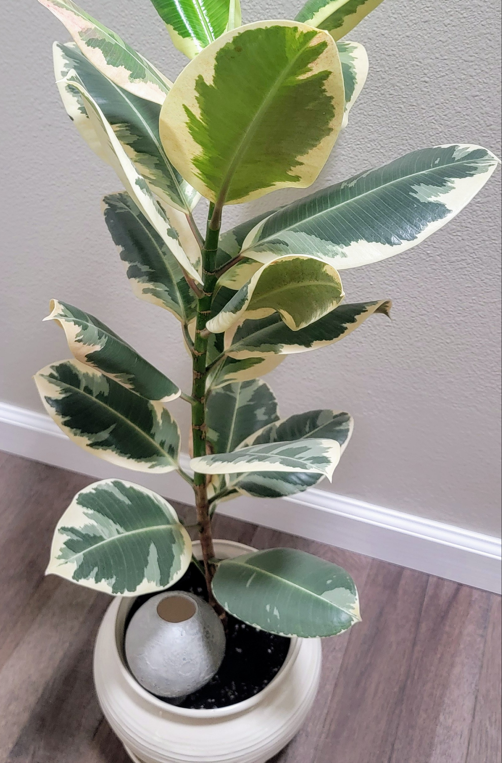 Moon Plant Watering Spike, view 7