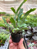 Fern 'Blue Star', view 2