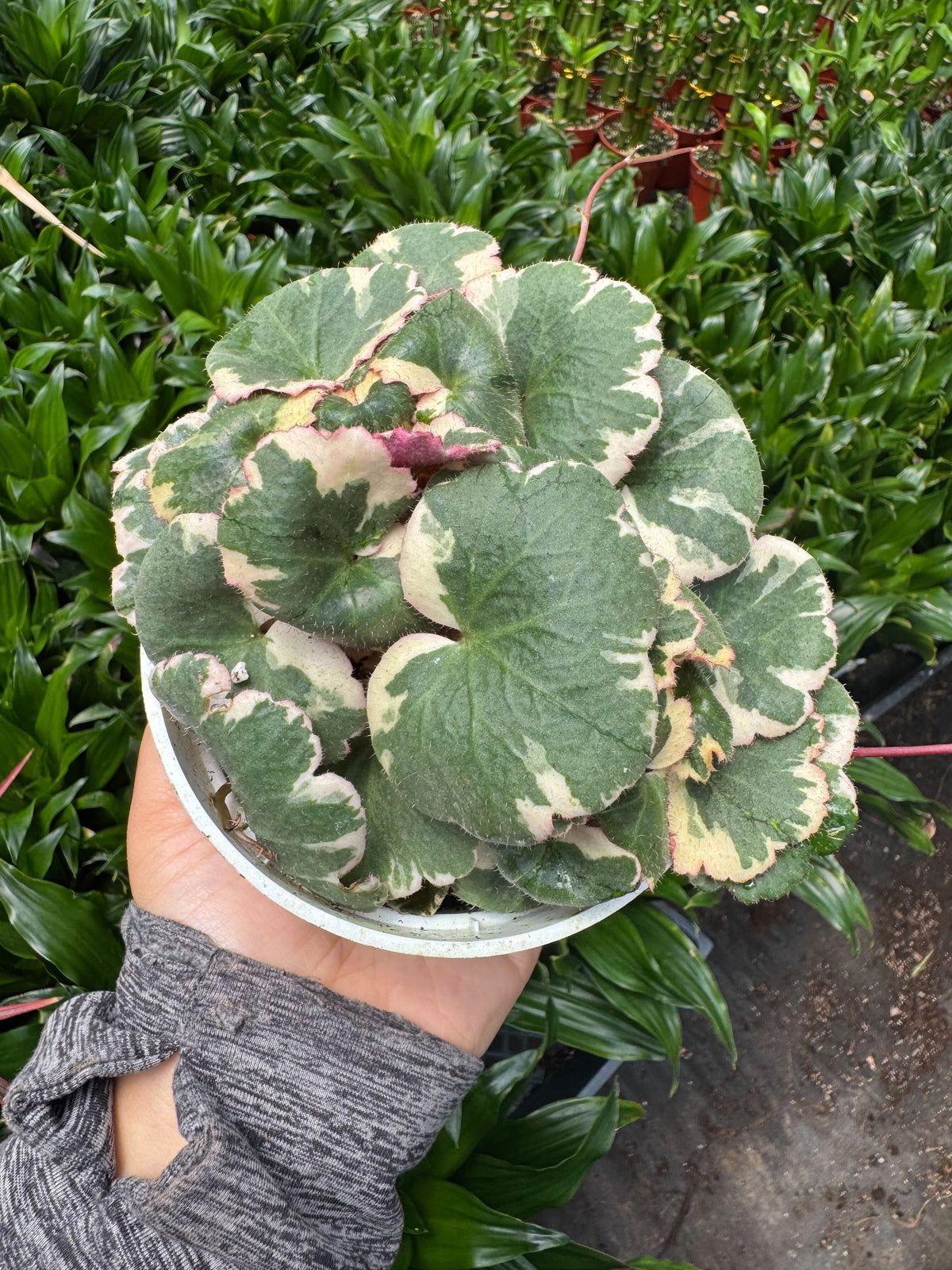 Saxifraga Tricolor, view 2