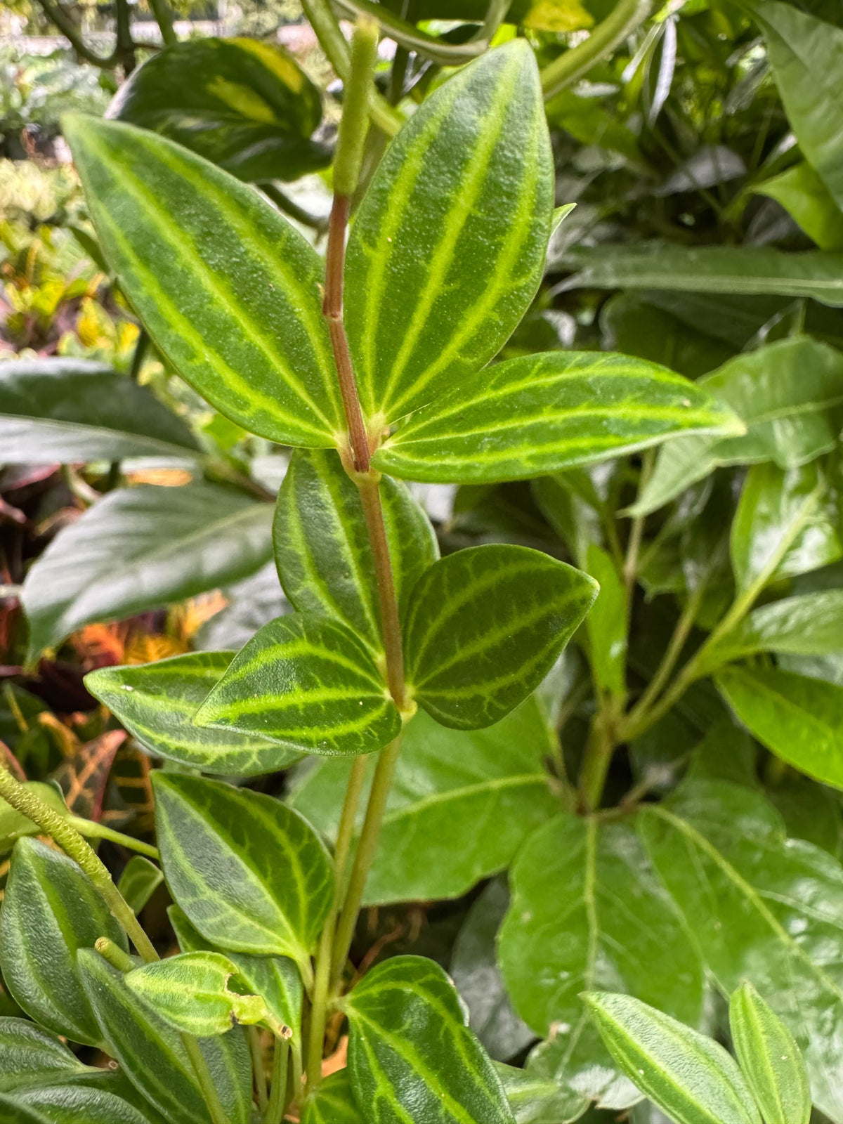 Peperomia 'Angulata', view 2