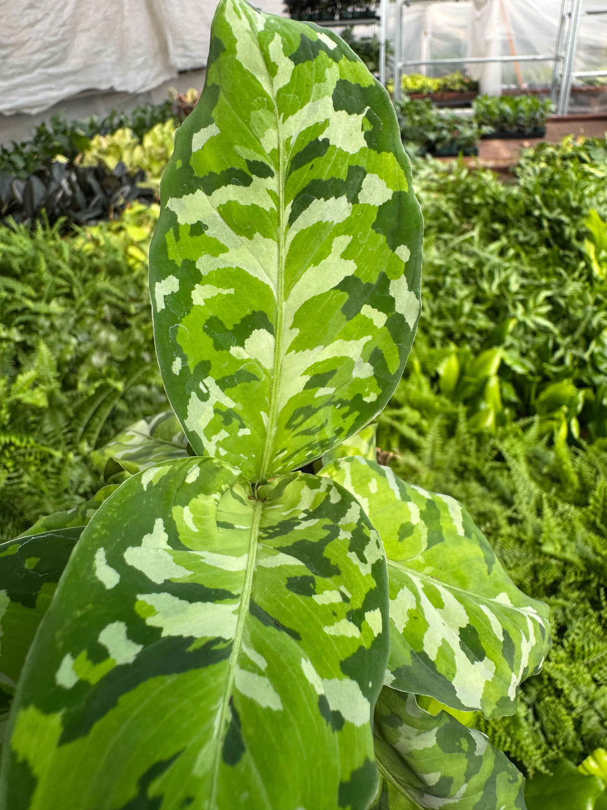 Chinese Evergreen Pictum Tricolor, view 4