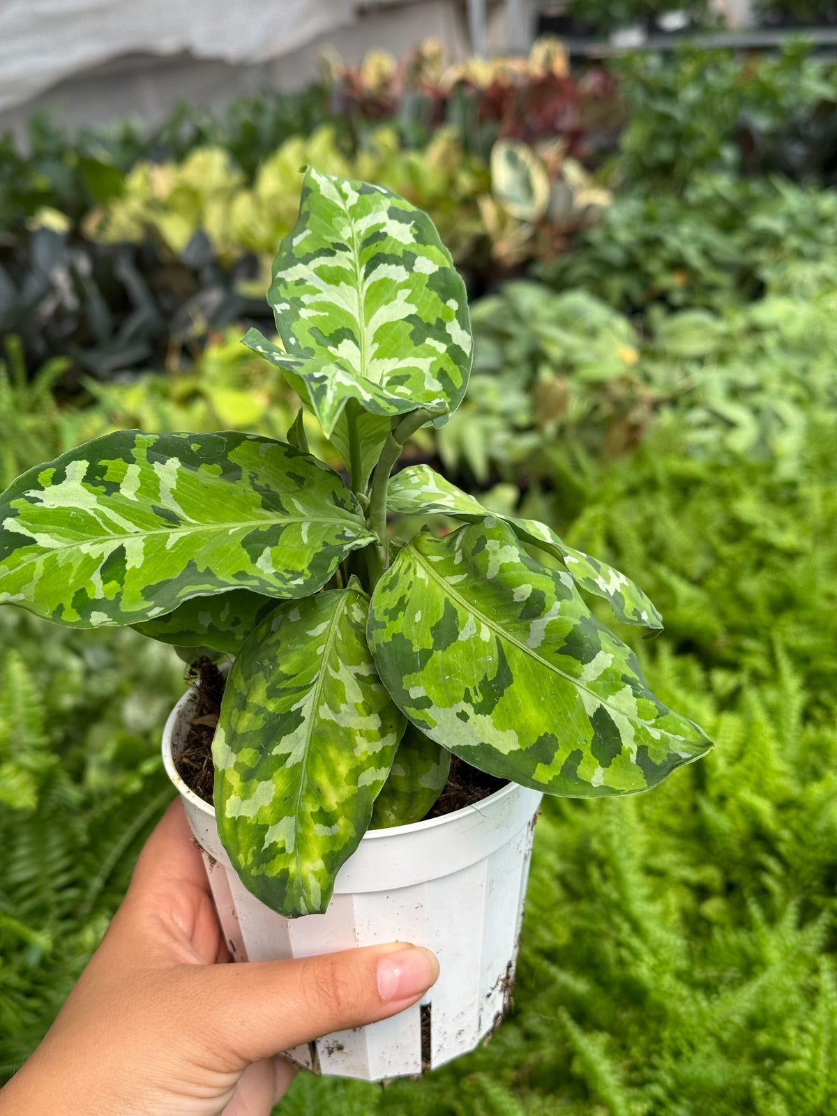 Chinese Evergreen Pictum Tricolor, view 5