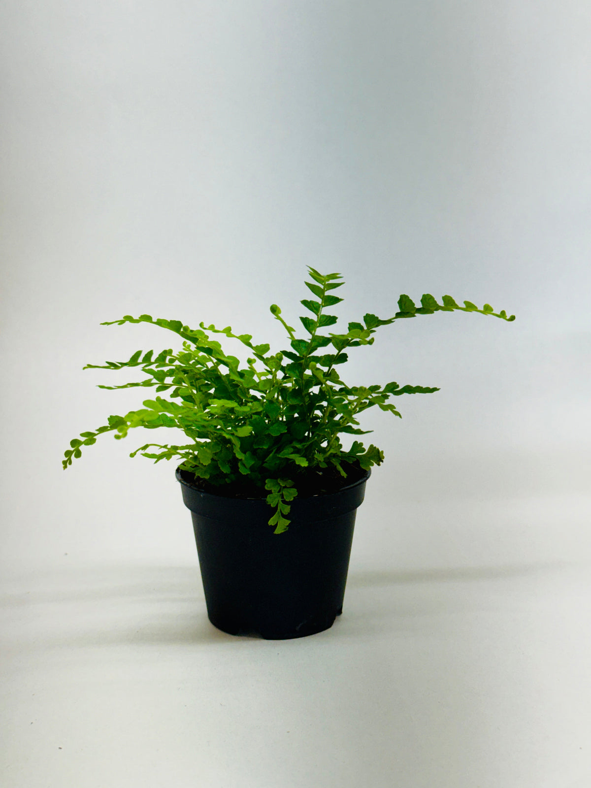 Lemon Button Fern, view 2