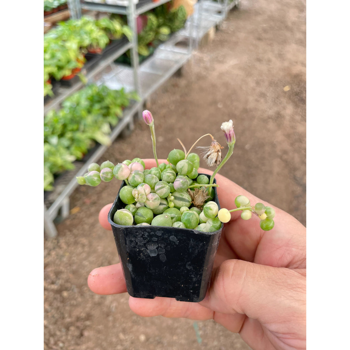 Succulent 'String of Pearls' Variegated, view 2