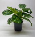 Maranta Variegated 'Beauty Kim', view 2