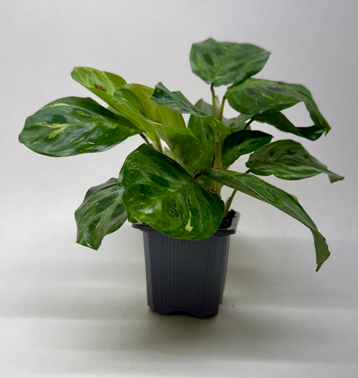 Maranta Variegated 'Beauty Kim', view 2