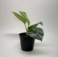 Pothos Silver Splash Scindapsus pictus Exotica, view 3