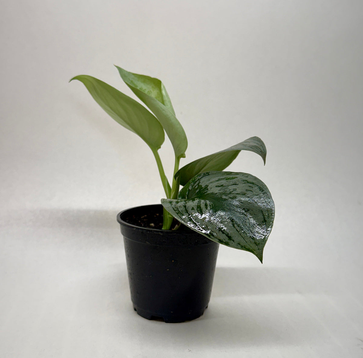 Pothos Silver Splash Scindapsus pictus Exotica, view 3