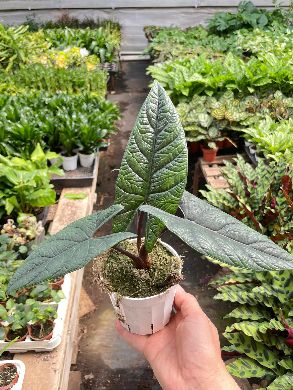 Alocasia 'Scalprum', view 2